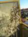 oleander2_small.jpg